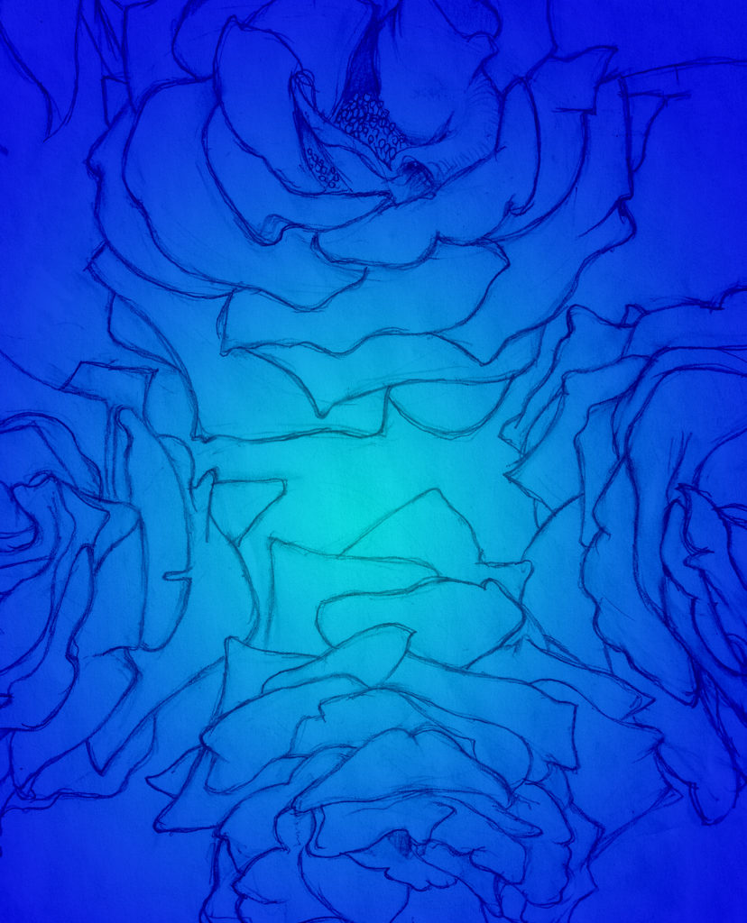 Family of Roses Drawing